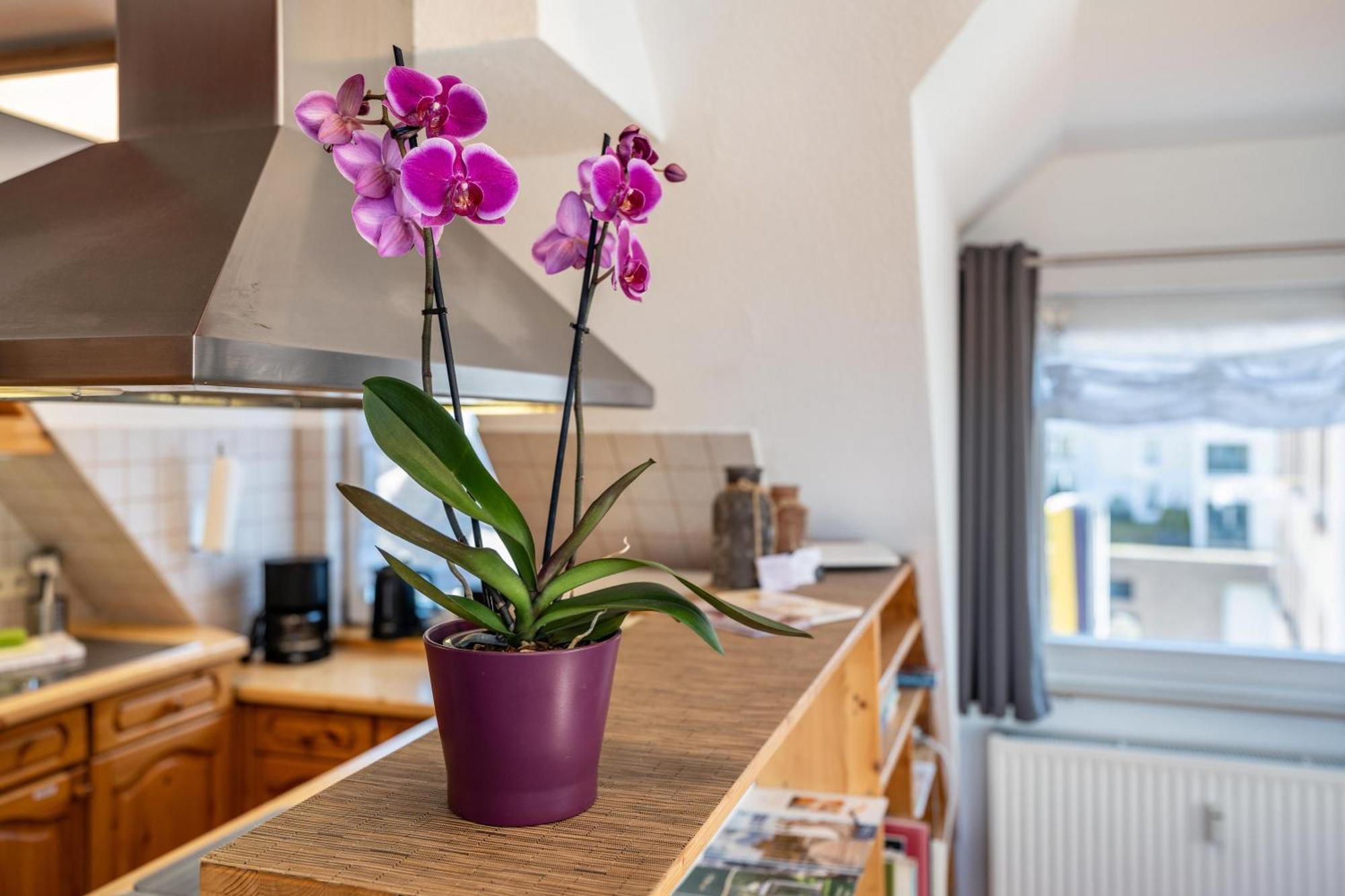 Apartamento Schwarzwaldnest Bad Wildbad Exterior foto